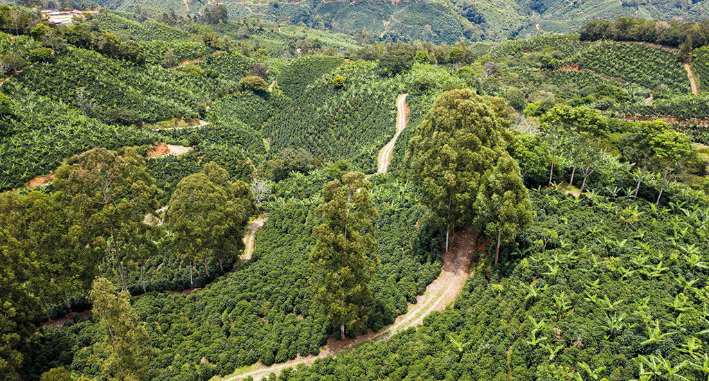 Coffee and Chocolate Plantage Costa Ricca