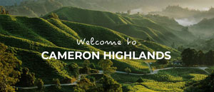 Cameron Highlands Malaysia
