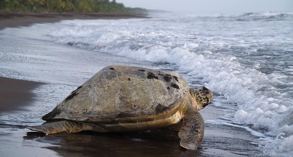 Sea turtle in Tortuguero Costa Rica