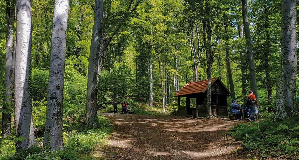 Househut in the middle of forest
