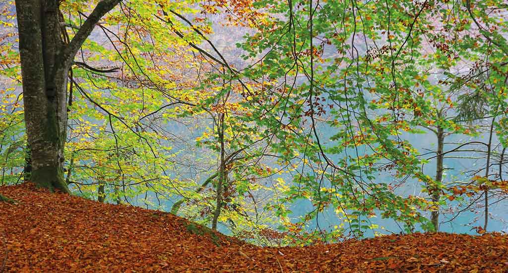 Orange and yellow leaves in Plitvice during Autumn