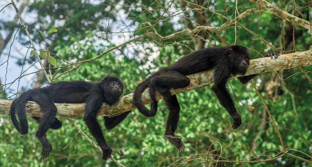 Howler monkeys by the tree