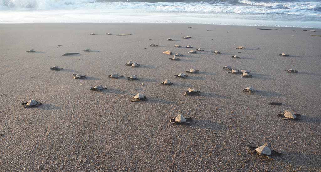 Baby turtles going to the sea