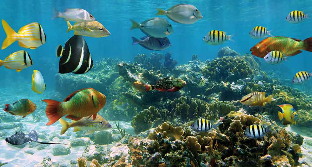 Coral Reefs in Playa del Carmen Mexico