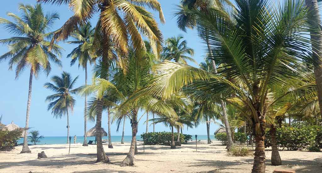Palm trees on Palomino beach