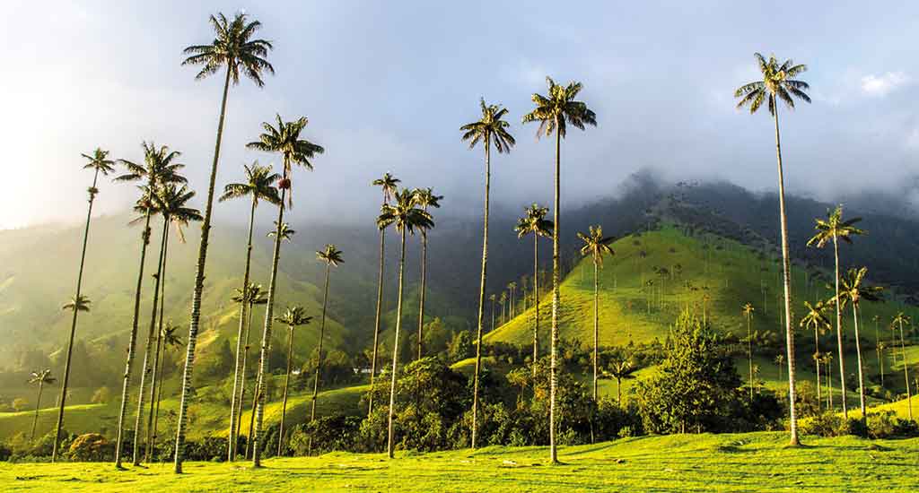 Coconut Trees in Salento