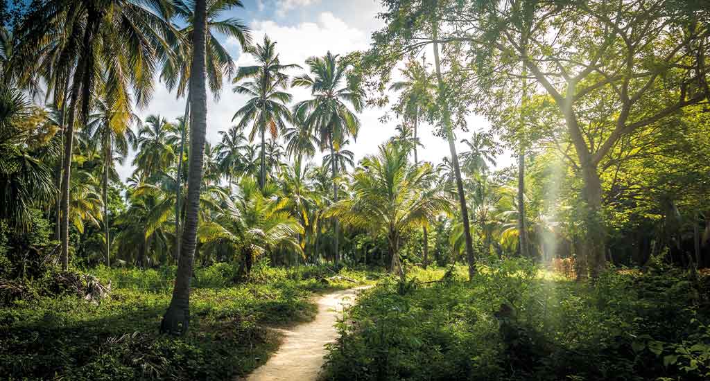 Pathway in Tayrona National Park
