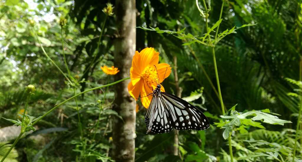 Butterfly in a flower in Butterfly farm Kep Cambodia