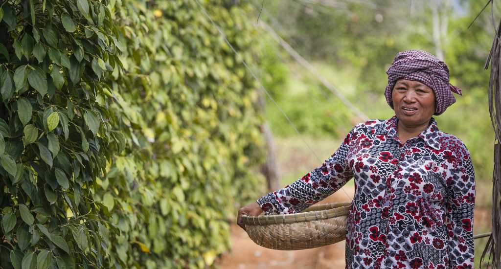 Cambodian Kampot peppercorn collector