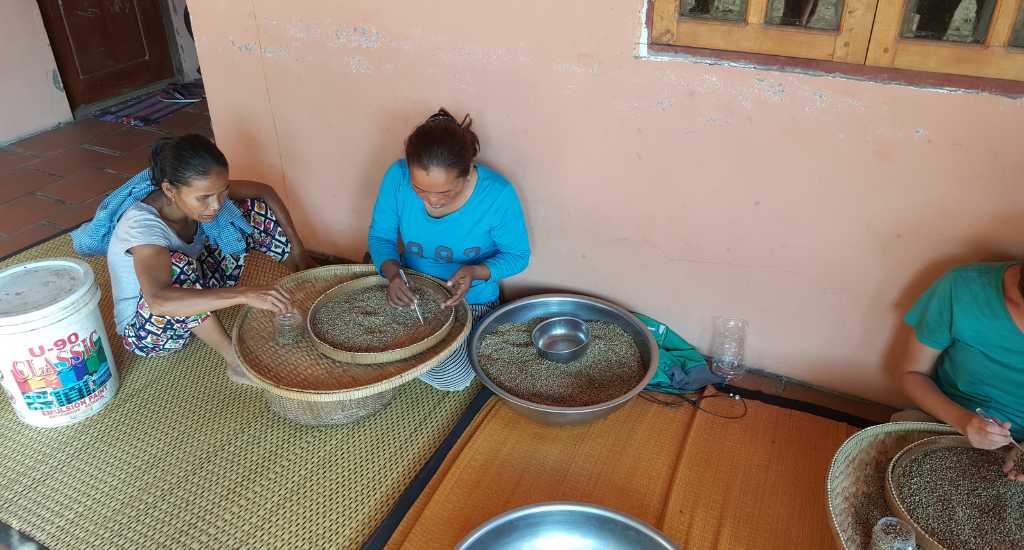Camodian women picking peppercorns