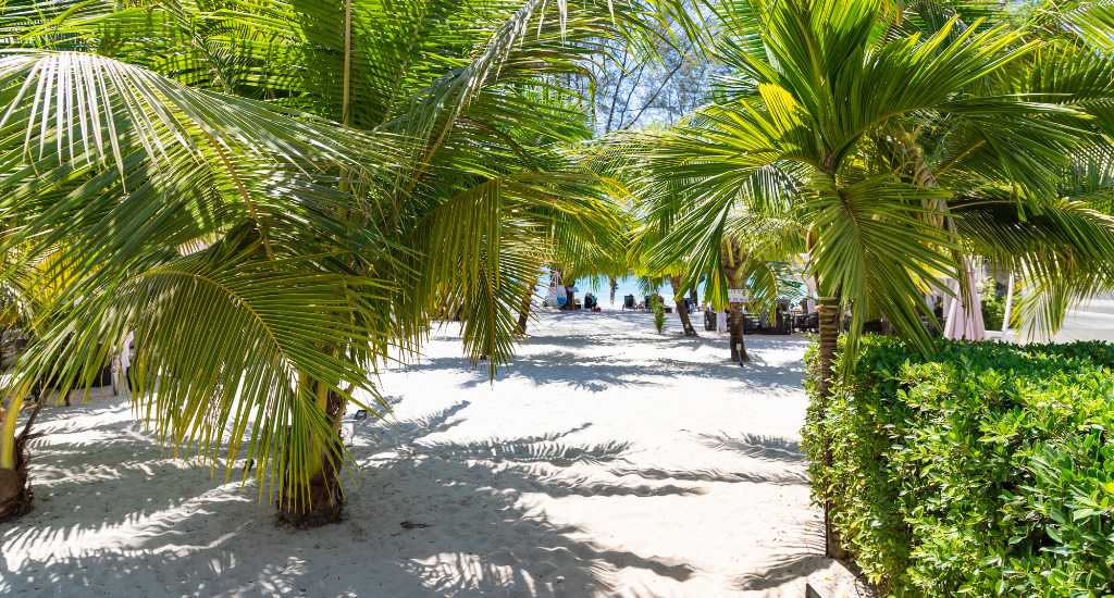 Short palm trees in Otres beach in Sihanoukville