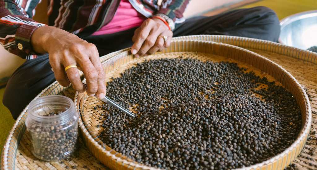 Peppercorns picking and packaging in Kampot