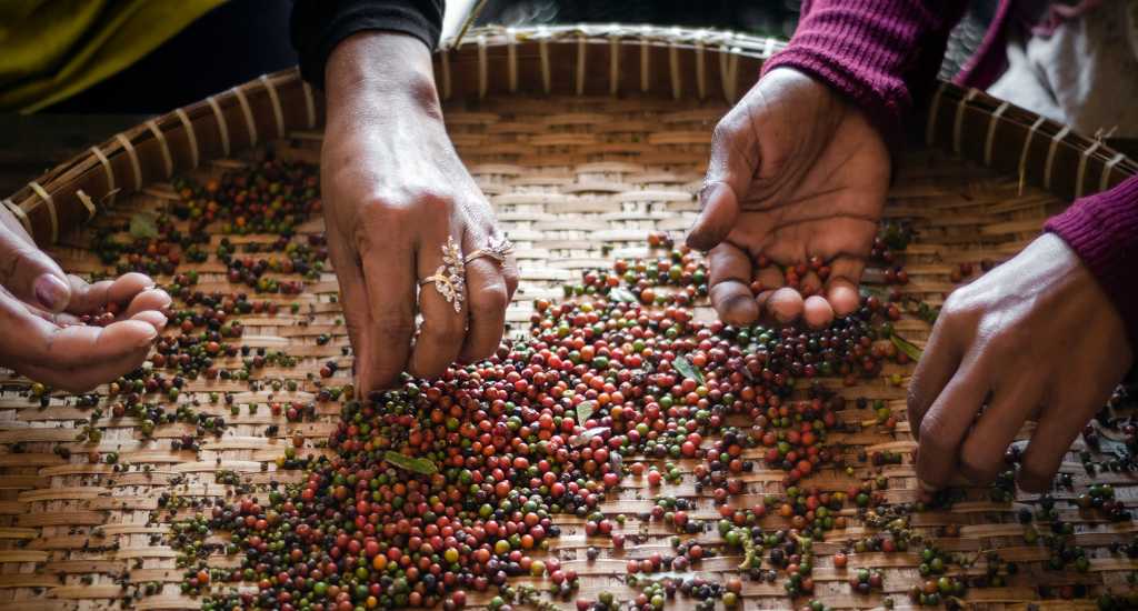 Freshly picked peppercorns