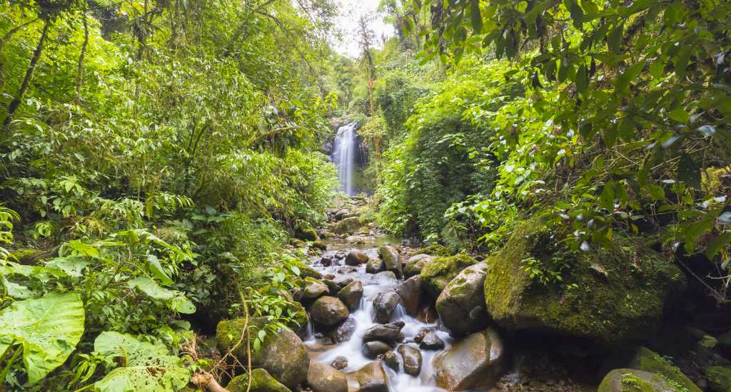 Lost waterfall surrounded by lush fauna