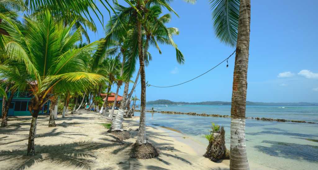 Palm trees at Isla Carenero in Bocas del Toro
