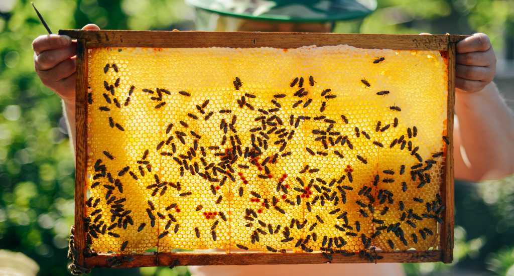 Bee farm in Boquete