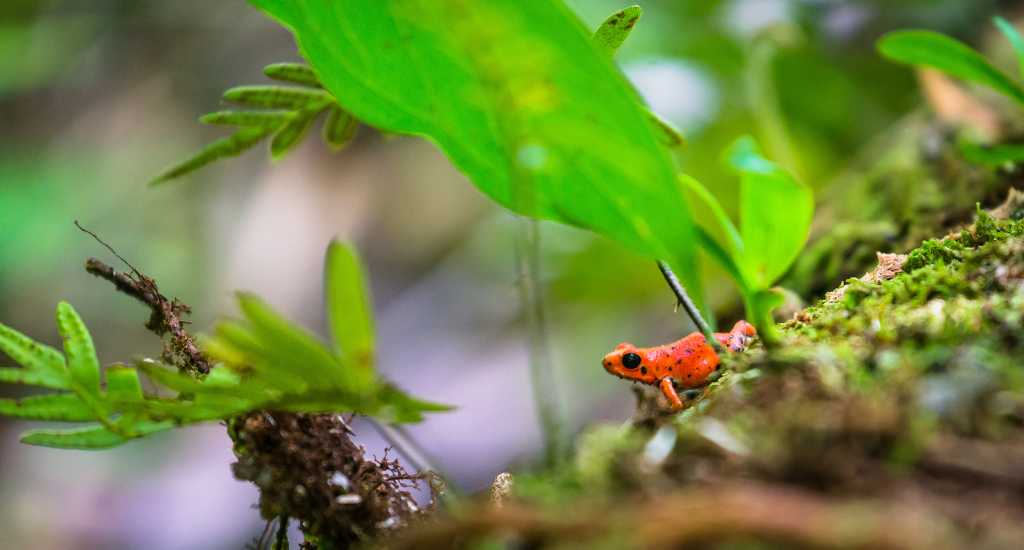 Red frog by a leaf in Bocas del Toro