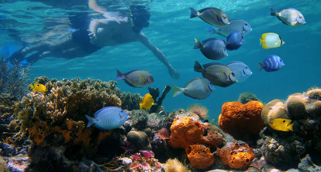 Coral and fish with snorkeller