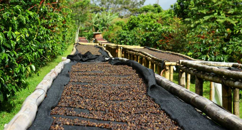 Drying in the sun coffee cherries in Boquete