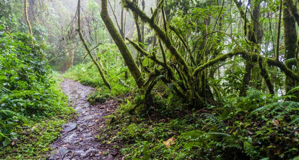 Hiking trail of Senderos Los Quetzales
