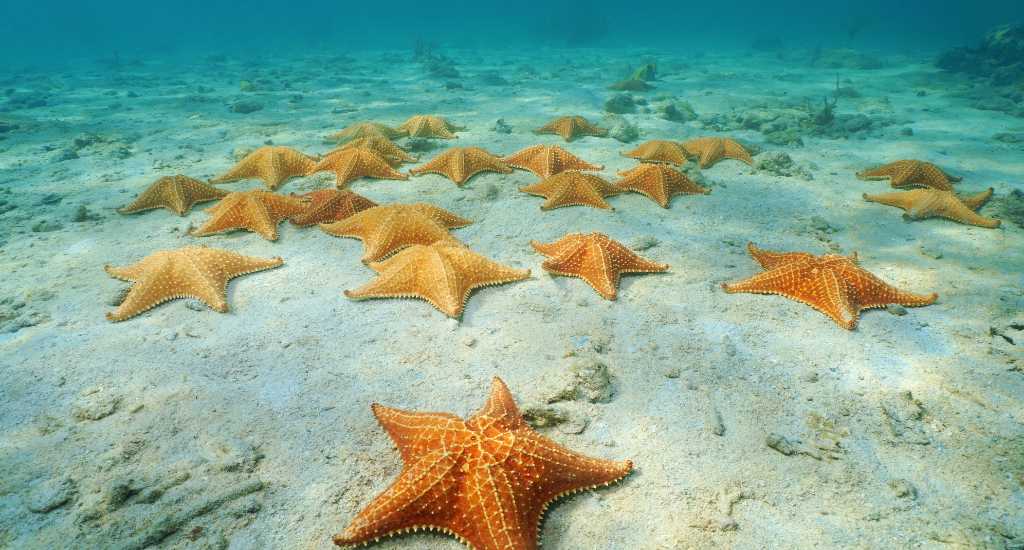 Starfish at starfish beach
