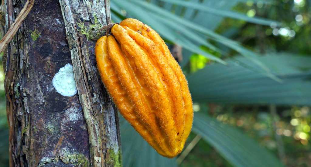 Yellow cacao fruit in Cacao tour in Bocas del Toro