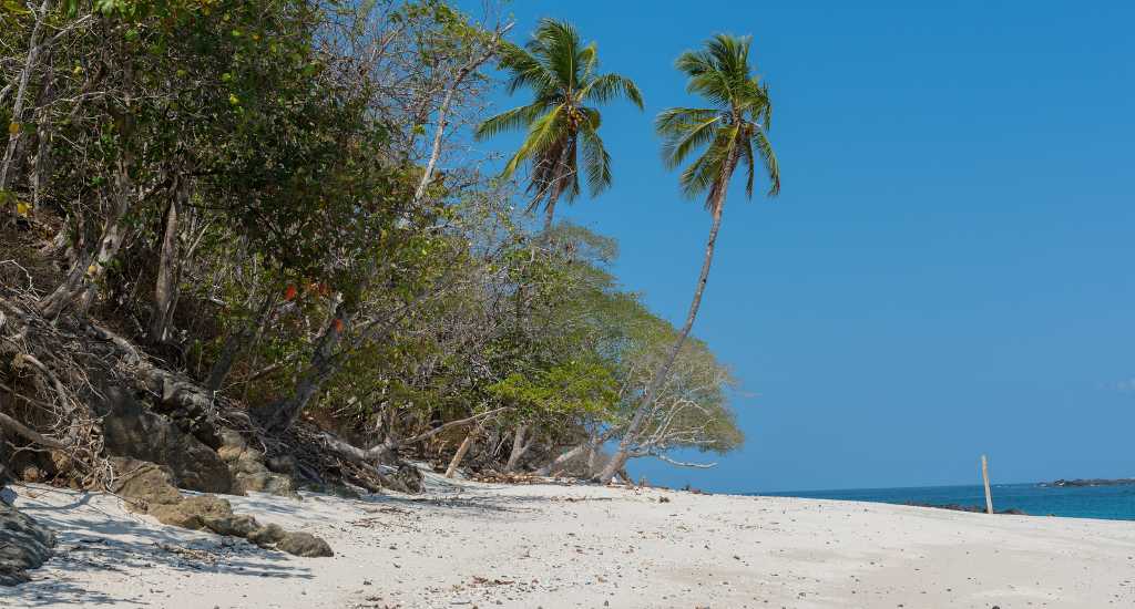 Palm trees on Cebaco Island