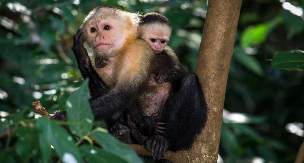 Monkeys on Monkey Island