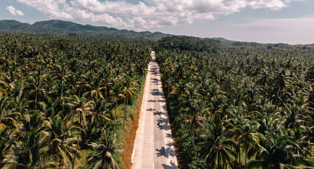 Road with lots of palm trees