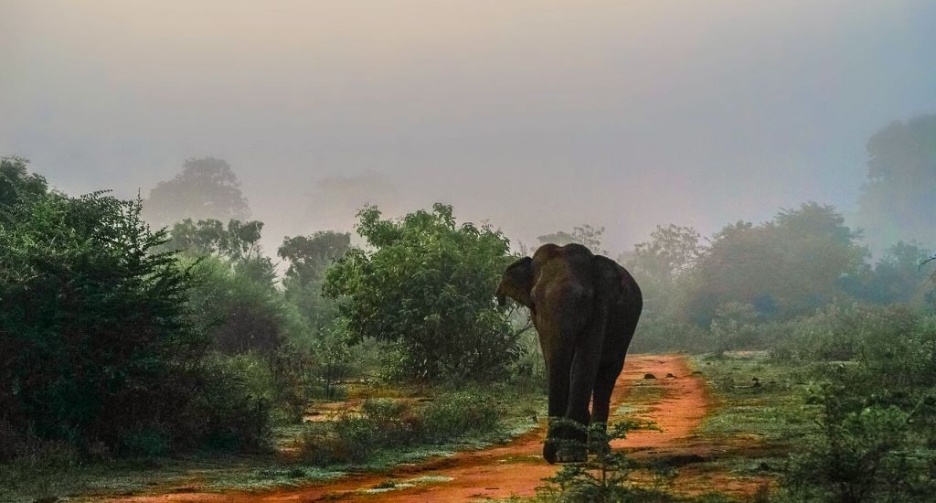 Elephant in Yala National Park