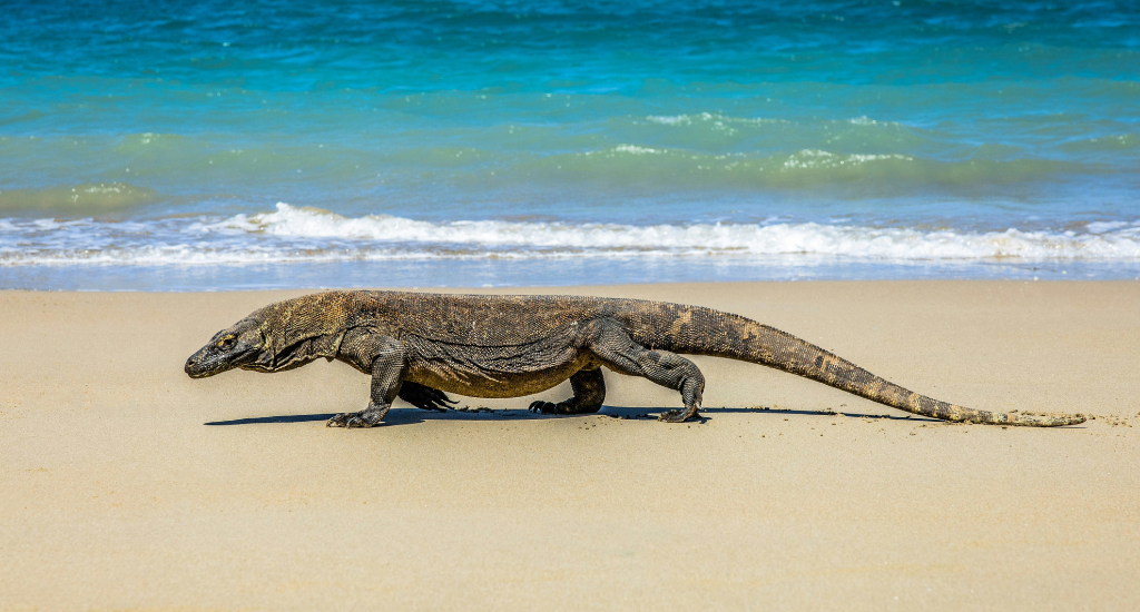 Komodo dragon walking at a beach in Komodo Island