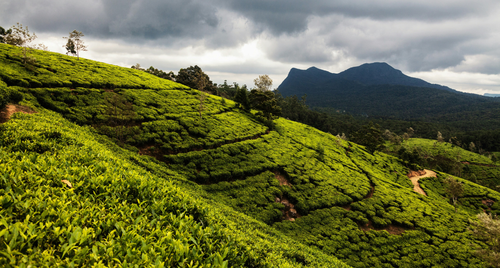 Tea plantation in Nuwara Eliya