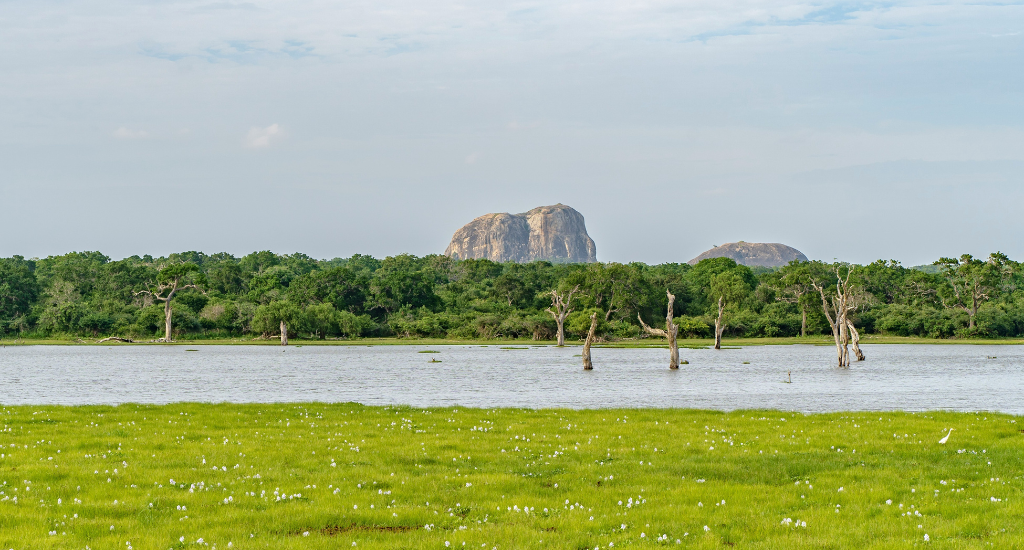 Lush greens in Yala National Park
